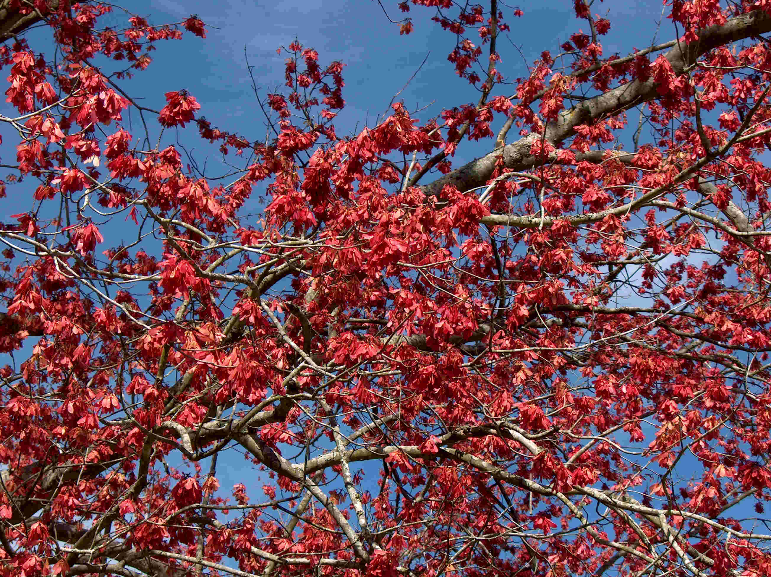 Spring-flowering trees add interest to landscapes 